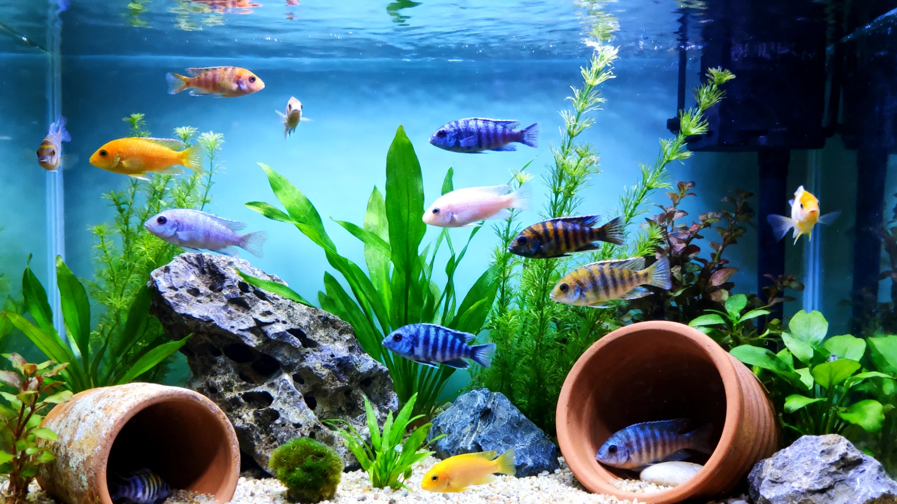 Fische in Gemeinschaftsaquarien benötigen artgerechte Beschäftigung und Anreicherung ihrer Umgebung, um Stress zu vermeiden und natürliche Verhaltensweisen auszuleben, insbesondere wenn verschiedene Arten mit unterschiedlichen Bedürfnissen zusammenleben"